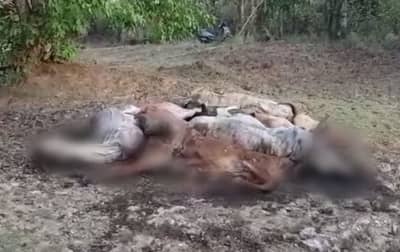 50 मृत गायी उघड्यावर फेकल्या, गोरक्षण संस्थेचा प्रताप