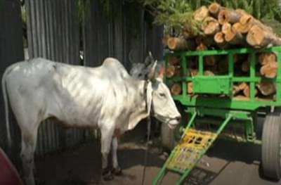 रखरखत्या उन्हात बैलांकडून क्षमतेपेक्षा जास्त काम, नागपुरात गुन्हा दाखल