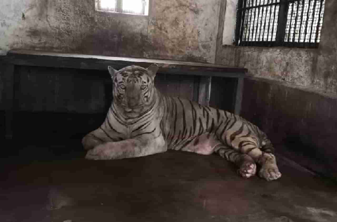 LIVE : संजय गांधी राष्ट्रीय उद्यानातील पांढर‍ा वाघ बाजीरावचा मृत्यू
