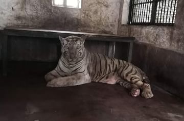 LIVE : संजय गांधी राष्ट्रीय उद्यानातील पांढर‍ा वाघ 'बाजीराव'चा मृत्यू