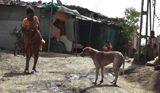 कुत्र्यांवर खरुज रोगाचं थैमान, संसर्गजन्य रोगामुळे माणसांनाही लागण कुत्र्यांवर खरुज रोगाचं थैमान, संसर्गजन्य रोगामुळे माणसांनाही लागण