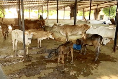 गाईच्या पोटातून 35 किलो प्लास्टिक निघालं