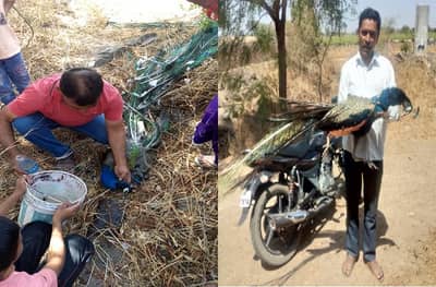 दुष्काळ झळा… नाशिकमध्ये 40 मोरांचा तडफडून मृत्यू