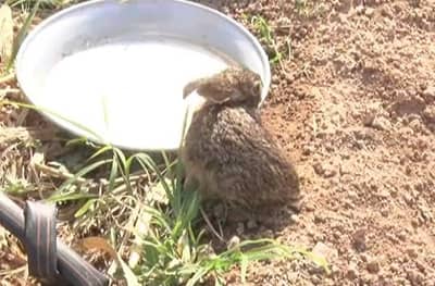 तहानलेला ससा, रोज मानवी वस्तीत येतो, पाणी पितो, निघून जातो!