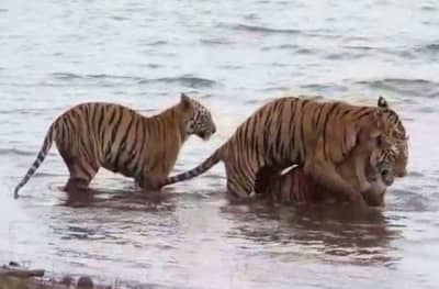 व्याघ्र प्रेमींसाठी खुशखबर, ताडोबा पर्यटन पुन्हा सुरु करण्याच्या हालचाली