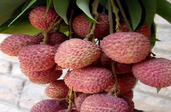 Benefits Of Lychee : उन्हाळ्यात करा लिचीचे सेवन, होतील हे आरोग्यासाठी फायदे