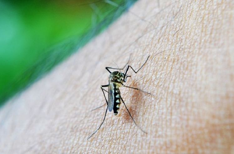 तुमच्या परिसरात डेंग्यू, मलेरियाचे डास आढळल्यास थेट कारवाई होणार