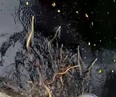 साडेतीन हजार टन सोन्याच्या खाणीवर विषारी सापांचा पहारा, सोनं काढायचं कसं? सरकारपुढे आव्हान