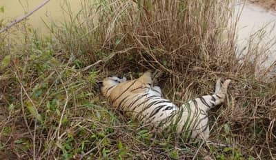 चंद्रपुरात वाघिणीसह दोन बछड्यांच्या मृत्यूने खळबळ