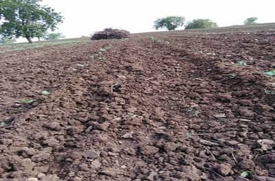 ओला दुष्काळ जाहीर करण्याची वेळ, मात्र आता कुठे दोन तालुक्यात कोरडा दुष्काळ जाहीर