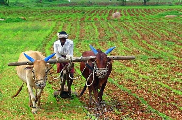 शेतकऱ्यांच्या खात्यात दोन हजार रुपये, मोदी सरकारची घोषणा, पुढच्या आठवड्यात रक्कम जमा होणार