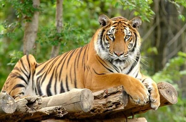 International Tiger Day 2019 : देशात वाघांच्या संख्येत वाढ, महाराष्ट्रात 250 पेक्षा अधिक वाघ