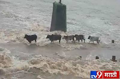 स्मार्ट गाय! पुराच्या पाण्यात 4 गायी वाहून गेल्या, एका गायीची कमालीची हुशारी
