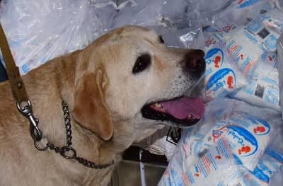 Rocky Dog | पूरग्रस्तांना रॉकीची मदत, बचावकार्यात बदमाशी करणाऱ्यांवर वचक