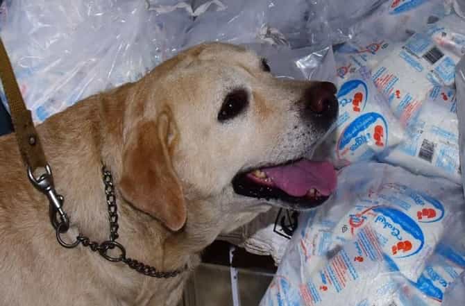 Rocky Dog | पूरग्रस्तांना रॉकीची मदत, बचावकार्यात बदमाशी करणाऱ्यांवर वचक
