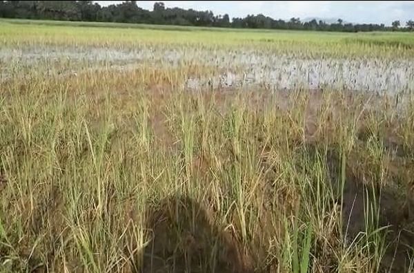 पुराच्या पाण्यात भातशेती पूर्णपणे उद्ध्वस्त, कोकणातील शेतकरी हवालदिल