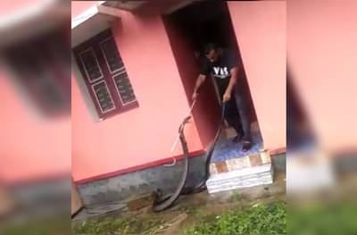 VIDEO: सांगली महापुरातील किंग कोब्राचा व्हिडीओ खोटा