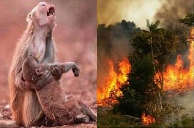 जगाला 20 टक्के ऑक्सिजन देणाऱ्या अमेझॉन पर्जन्यवनात आगीचं रौद्ररुप