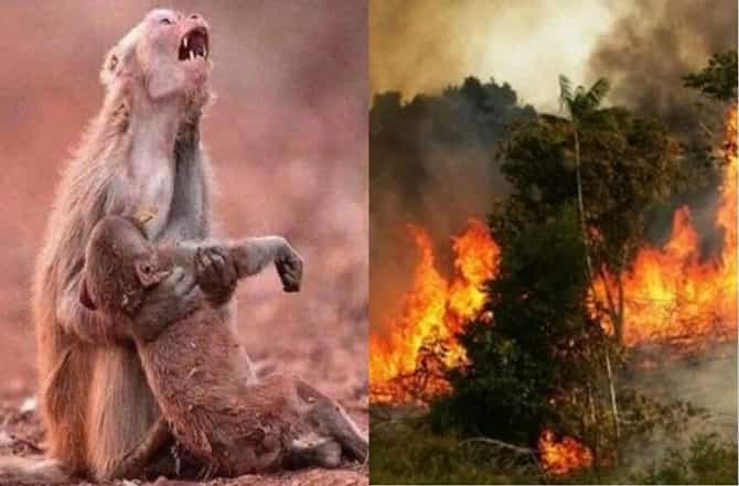 जगाला 20 टक्के ऑक्सिजन देणाऱ्या अमेझॉन पर्जन्यवनात आगीचं रौद्ररुप
