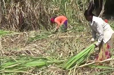 Lockdown : अखेर ऊसतोड कामगार त्यांच्या गावी रवाना होणार!