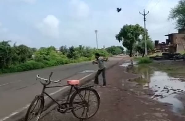 पिल्लाच्या मृत्यूचा बदला घेणारा कावळा, तीन वर्षांपासून पाठलाग, डोक्यात टोचे