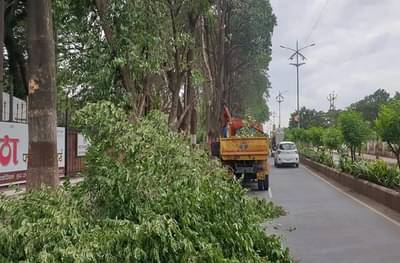 नागपुरात चार वर्षात 4 लाख वृक्षांची कत्तल, माहिती अधिकारात उघड