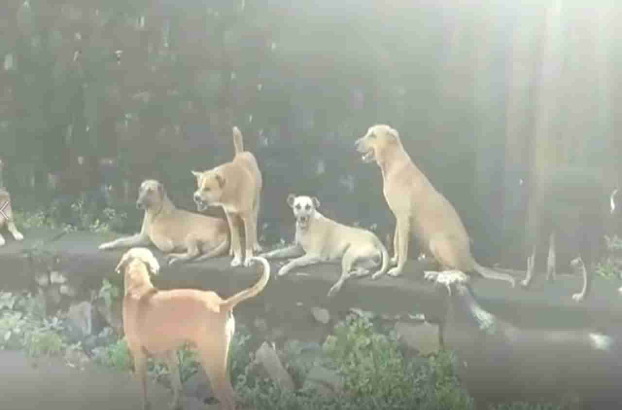 इगतपुरीत भटक्या कुत्र्यांचा धुमाकूळ, दोन महिन्यात 107 जणांना चावा