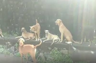 इगतपुरीत भटक्या कुत्र्यांचा धुमाकूळ, दोन महिन्यात 107 जणांना चावा