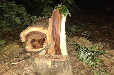 मेट्रो कारशेडसाठी अंधारात झाडं कापण्यास सुरुवात