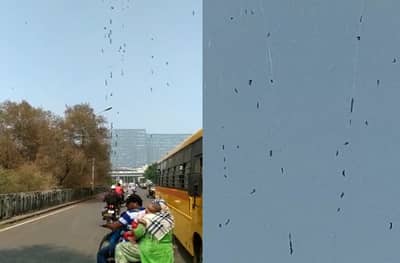 नवी मुंबईत किड्यांचा उच्छाद, अंगावर किडे पडल्याने नागरिक हैराण