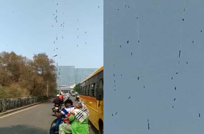 नवी मुंबईत किड्यांचा उच्छाद, अंगावर किडे पडल्याने नागरिक हैराण