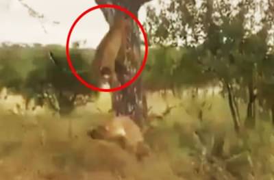 थरारक व्हिडीओ, उंच उडीमुळे बिबट्याचा जीव वाचला