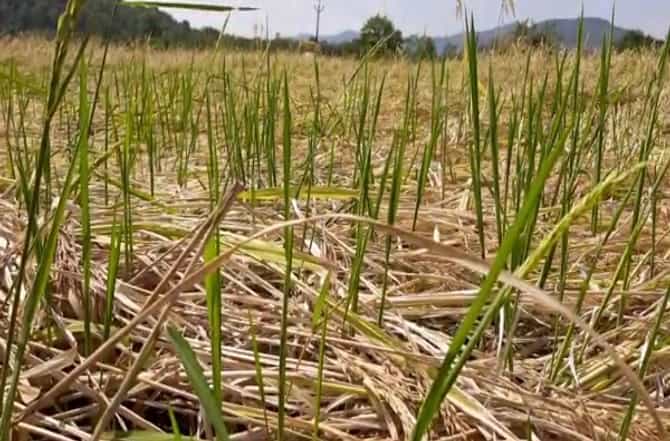 जळगावात परतीच्या पावसाने पिकं झोपवली, बळीराजा हवालदिल