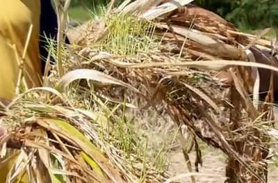 भात झडले, सोयाबीन आडवे, कापसाची बोंड सडली, शेतकऱ्यांचे आतोनात नुकसान