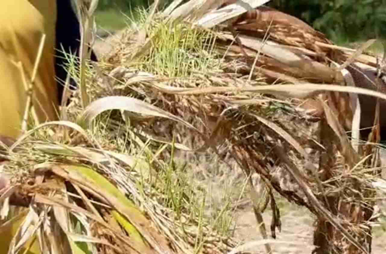 भात झडले, सोयाबीन आडवे, कापसाची बोंड सडली, शेतकऱ्यांचे आतोनात नुकसान