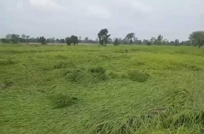 परतीच्या पावसामुळे 36 हजार हेक्टरवरील पीक पाण्यात, शेतकऱ्यांच्या डोळ्यात फक्त अश्रू