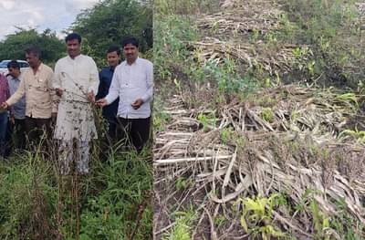 ज्वारीच्या कणसांना कोंब, सोयाबीन मातीमोल, गंगाखेडच्या शेतकऱ्यांची सरसकट भरपाईची मागणी