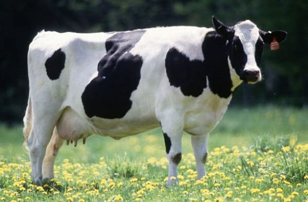 गायीच्या पोटातील सुपर बॅक्टेरिया जे प्लास्टिकचा काळ ठरेल, जाणून घ्या याबद्दल माहिती