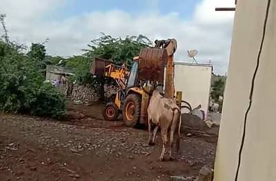 जेसीबीने बैलाची हत्या करणाऱ्या दोघांवर गुन्हा दाखल, क्रूरतेचं कारण समोर