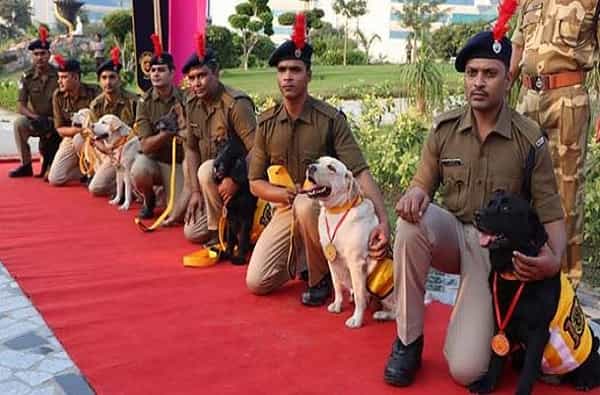 देशातील मोठी सुरक्षा संस्था सीआयएसएफने आपल्या सेवेतील सात कुत्र्यांची निवृत्ती (CISF Dogs retirnment) केली. या निवृत्ती दरम्यान त्यांनी मोठ्या पार्टीचं आयोजन केले होते. निवृत्ती झालेल्या कुत्र्यांना (CISF Dogs retirnment) पेस्ट्री खायला घालून, गोल्ड मेडल आणि प्रशस्ती पत्रक देऊन त्यांचा सन्मान केला. यावेळी सीआयएसएफचे अनेक अधिकारीही उपस्थित होते.