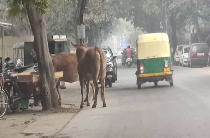रस्त्यावर मोकाट जनावर दिसल्यास मालकाला 10 हजारांचा दंड