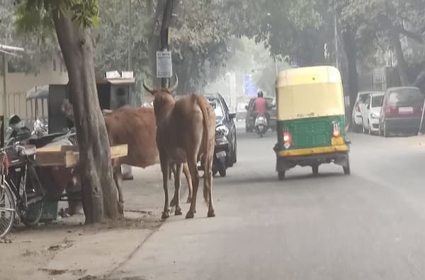 रस्त्यावर मोकाट जनावर दिसल्यास मालकाला 10 हजारांचा दंड