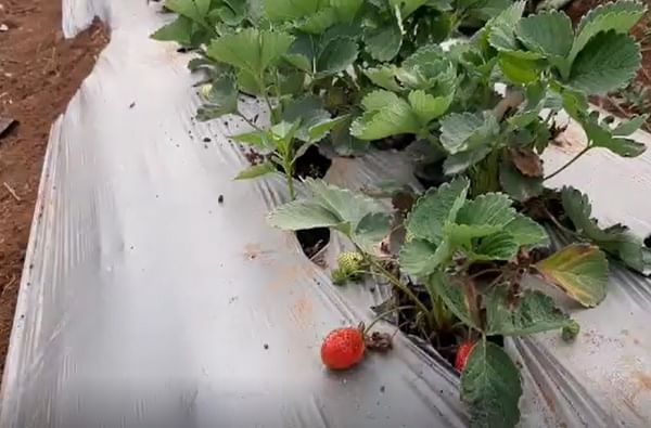 पालघरमध्ये रणवीर सिंगने चिकूच्या बागेत पिकवली स्ट्रॉबेरी