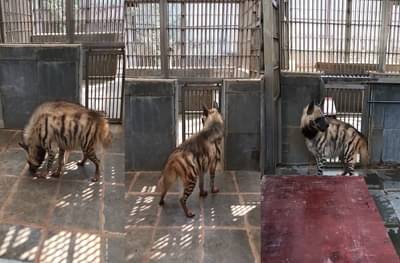 PHOTO : पेंग्विननंतर राणीबागेत या हिंसक प्राण्याचे आगमन