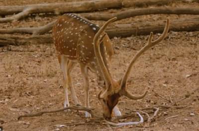रेल्वेच्या धडकेत दोन हरिणांचा मृत्यू, गोंदिया-चंद्रपूर रेल्वे मार्गावरील घटना