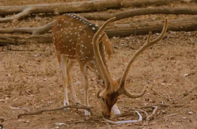 रेल्वेच्या धडकेत दोन हरिणांचा मृत्यू, गोंदिया-चंद्रपूर रेल्वे मार्गावरील घटना