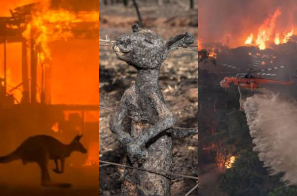 ऑस्ट्रेलियाच्या जंगलात आतापर्यंतची सर्वात भीषण आग, 50 कोटी प्राण्यांचा होरपळून मृत्यू