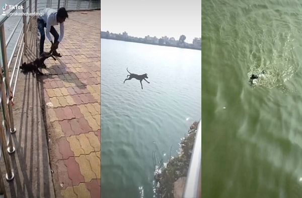 Tik-Tok वर प्रसिद्धीसाठी कुत्र्याला तलावात फेकलं, तक्रारीनंतर तरुणाचा माफीनामा