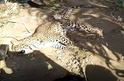 खेडमध्ये कुत्र्यांच्या टोळीकडून बिबट्याची शिकार