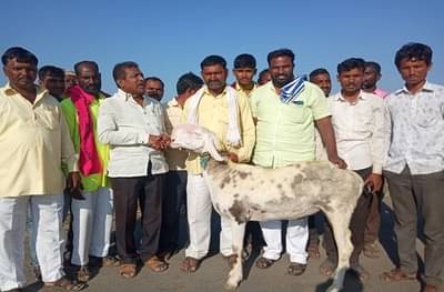 केवळ एका खासियतमुळे सोलापूरच्या मेंढ्याला चक्क साडेआठ लाखाची किंमत!